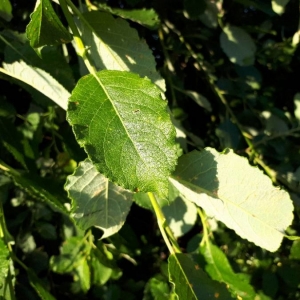 Photographie n°2207762 du taxon Prunus domestica L. [1753]