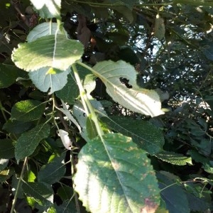 Photographie n°2207764 du taxon Prunus domestica L. [1753]