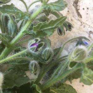 Photographie n°2207832 du taxon Borago officinalis L. [1753]