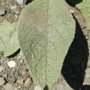 Photographie n°2207884 du taxon Verbascum thapsus L. [1753]