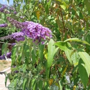 Photographie n°2207951 du taxon Buddleja davidii Franch. [1887]