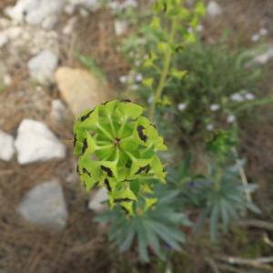 Photographie n°2207958 du taxon Euphorbia characias L. [1753]