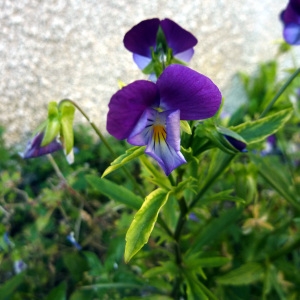 Photographie n°2207962 du taxon Viola tricolor L. [1753]