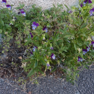 Photographie n°2207963 du taxon Viola tricolor L. [1753]