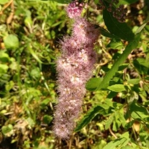  - Spiraea tomentosa L. [1753]