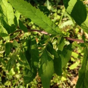  - Spiraea tomentosa L. [1753]