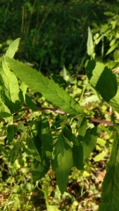 Daniel COQUETTE, le 30 juin 2018 (Saint-Amand-les-Eaux)