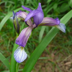 Photographie n°2208184 du taxon Iris graminea L. [1753]