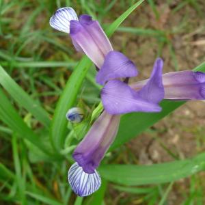 Photographie n°2208185 du taxon Iris graminea L. [1753]