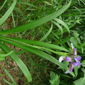 Photographie n°2208186 du taxon Iris graminea L. [1753]