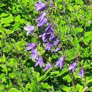 Photographie n°2208211 du taxon Campanula rapunculoides L. [1753]