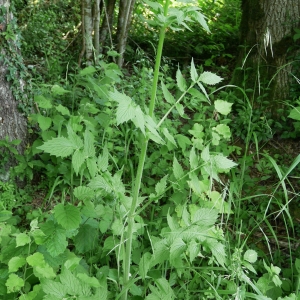 Photographie n°2208232 du taxon Valeriana officinalis L.