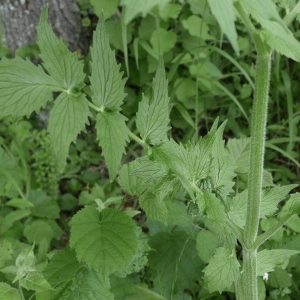 Photographie n°2208236 du taxon Valeriana officinalis L.