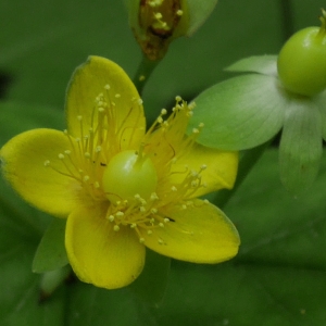 Photographie n°2208240 du taxon Hypericum androsaemum L.