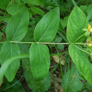 Photographie n°2208242 du taxon Hypericum androsaemum L.