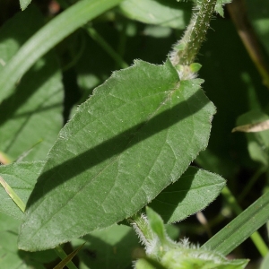 Photographie n°2208249 du taxon Prunella grandiflora (L.) Schöller