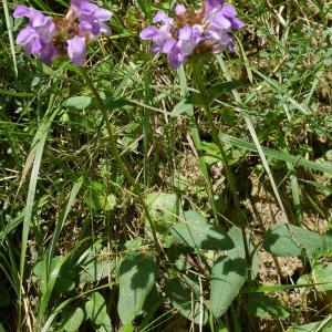 Photographie n°2208250 du taxon Prunella grandiflora (L.) Schöller
