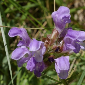 Photographie n°2208251 du taxon Prunella grandiflora (L.) Schöller