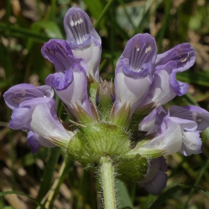 Photographie n°2208253 du taxon Prunella grandiflora (L.) Schöller
