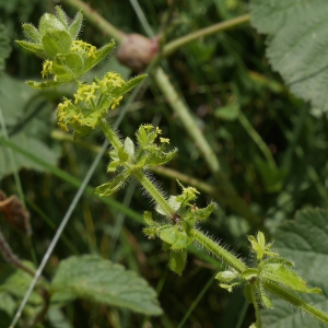 Photographie n°2208258 du taxon Cruciata laevipes Opiz