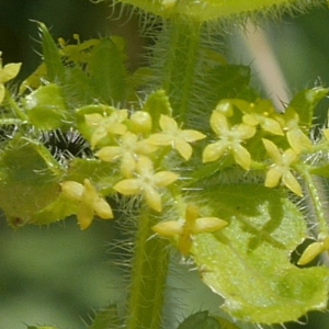 Photographie n°2208260 du taxon Cruciata laevipes Opiz