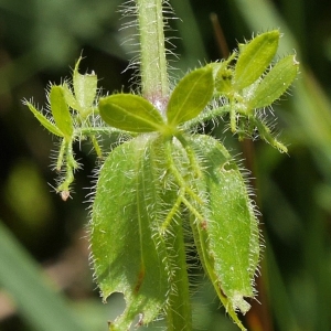 Photographie n°2208261 du taxon Cruciata laevipes Opiz