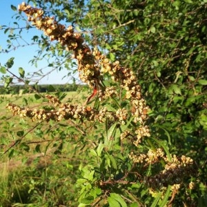 Photographie n°2208286 du taxon Rumex crispus L. [1753]