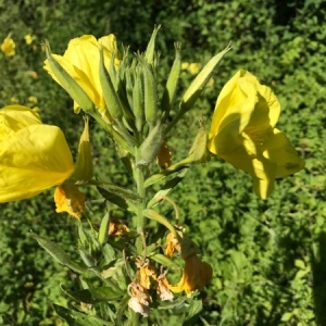 Photographie n°2208297 du taxon Oenothera biennis L. [1753]