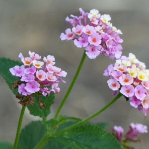 Photographie n°2208329 du taxon Lantana camara L. [1753]