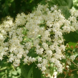 Photographie n°2208338 du taxon Sambucus nigra L. [1753]