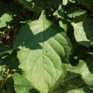 Photographie n°2208346 du taxon Solanum americanum Mill. [1768]