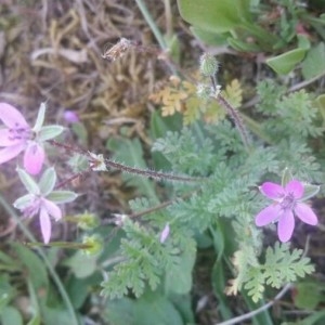 Photographie n°2208359 du taxon Erodium cicutarium (L.) L'Hér. [1789]