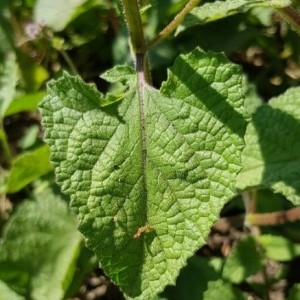 Photographie n°2208362 du taxon Salvia verticillata L. [1753]