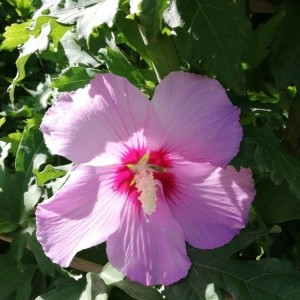 Photographie n°2208366 du taxon Hibiscus syriacus L. [1753]