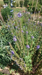 Philippe Biguet, le  1 juillet 2018 (Nébing)