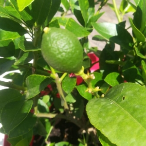 Photographie n°2208376 du taxon Citrus limon (L.) Burm.f. [1768]