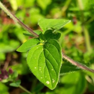 Photographie n°2208465 du taxon Origanum vulgare L. [1753]