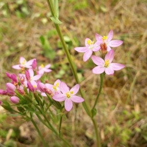 Photographie n°2208467 du taxon Centaurium erythraea Rafn [1800]