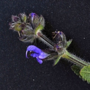 Photographie n°2208470 du taxon Salvia nemorosa L. [1762]