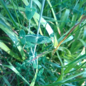 Photographie n°2208490 du taxon Hypericum pulchrum L. [1753]