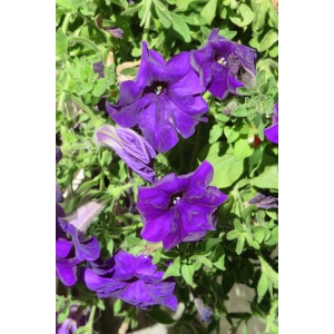 Petunia violacea Lindl. (Pétunia à fleurs violettes)