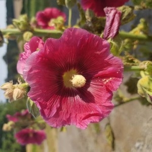 Photographie n°2208534 du taxon Alcea rosea L. [1753]