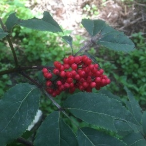 Photographie n°2208536 du taxon Sambucus racemosa L. [1753]