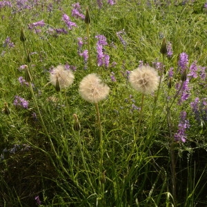 Photographie n°2208542 du taxon Tragopogon pratensis L. [1753]