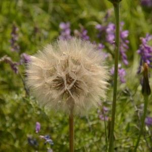 Photographie n°2208543 du taxon Tragopogon pratensis L. [1753]