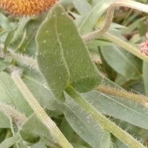 Photographie n°2208547 du taxon Gaillardia pulchella Foug. [1786]