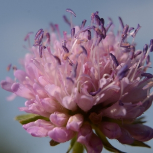 Photographie n°2208591 du taxon Knautia arvensis (L.) Coult. [1828]