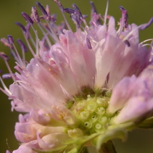 Photographie n°2208592 du taxon Knautia arvensis (L.) Coult. [1828]