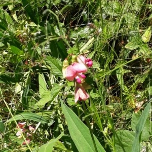 Photographie n°2208595 du taxon Lathyrus sylvestris L. [1753]