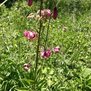 Photographie n°2208602 du taxon Lilium martagon L.